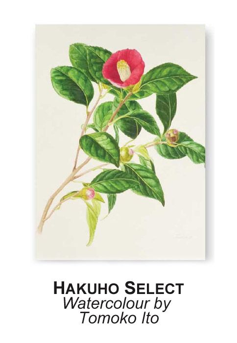 Awagami Hakuho Select - 17 x 20.5 Inch